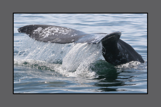 grey whale