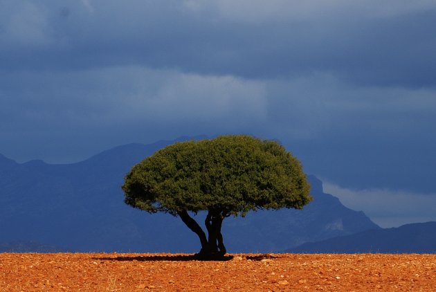 Lonely Tree