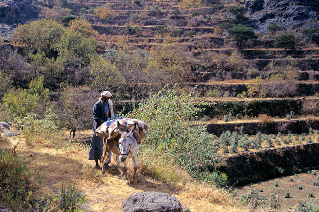 Qat Transport.