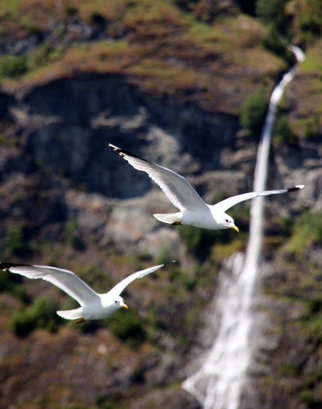 Tijdens een boottocht over de fjorden