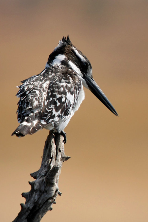 Bonte IJsvogel