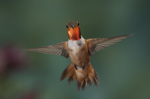 Humming bird