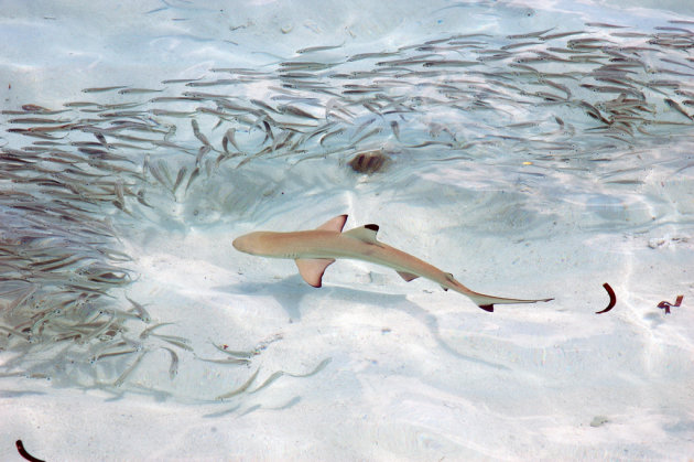 Black Tip Reef Shark