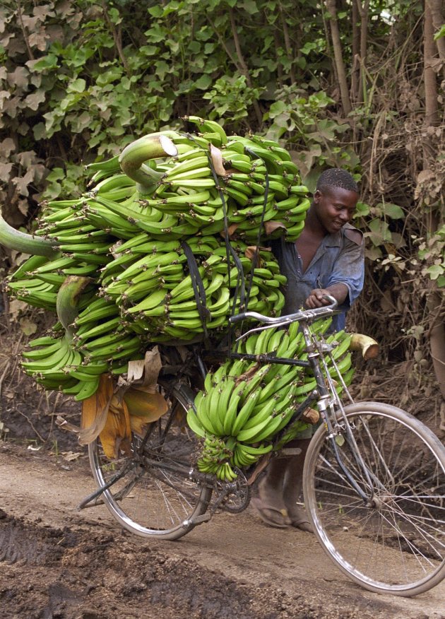 Bananentransport