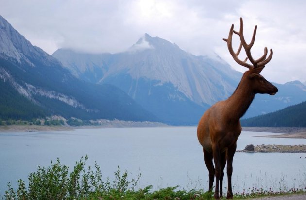 Medicine Lake + wapiti