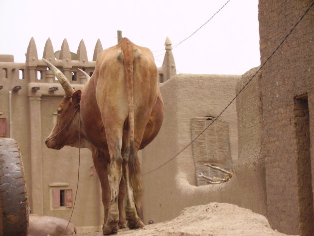 koe in djenne