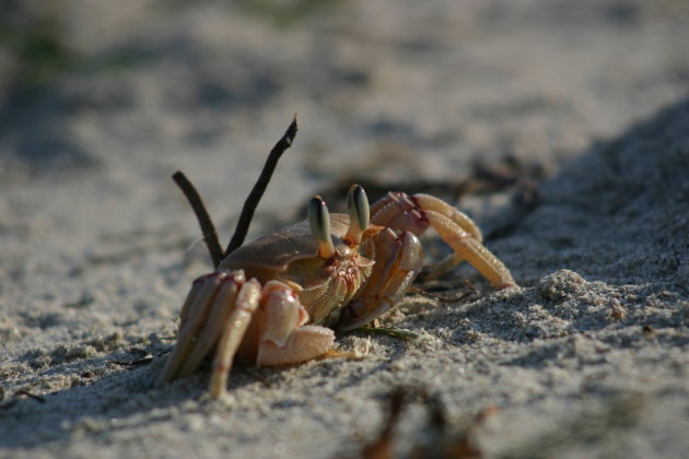 Crab