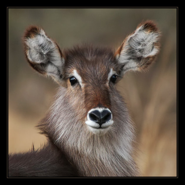 Waterbok