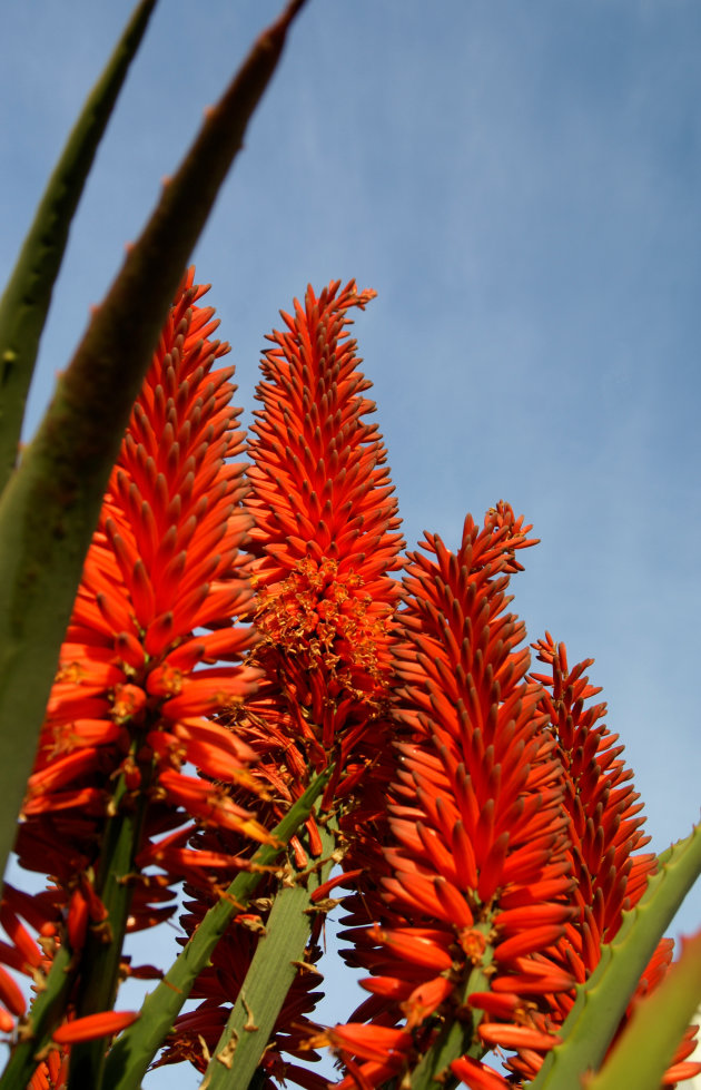 Aloe vera 