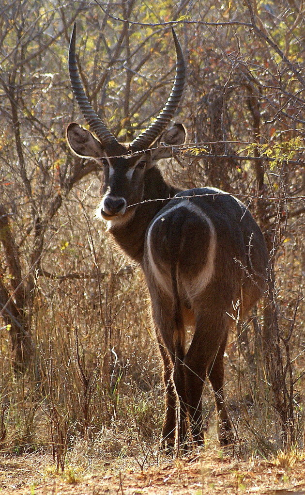 Waterbok