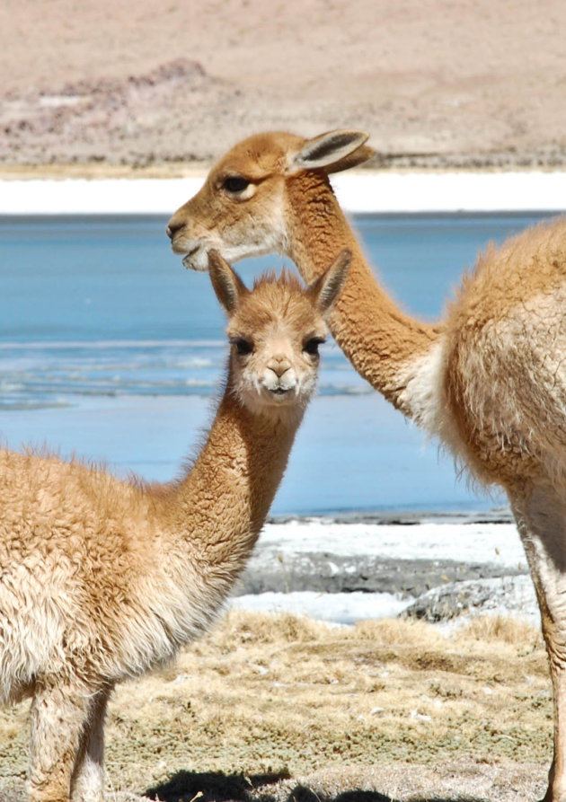 Vicuna's in het Los Lipez