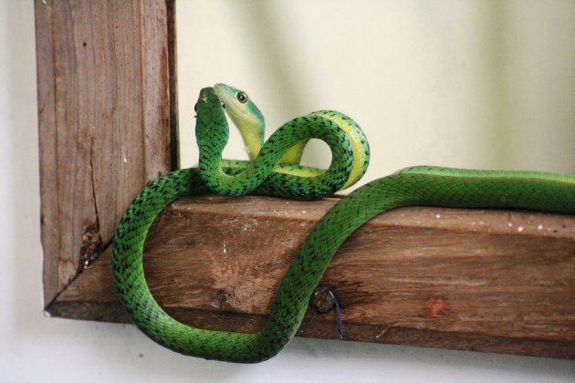 Spotted Bushsnake op spiegel