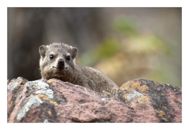 rockdassie