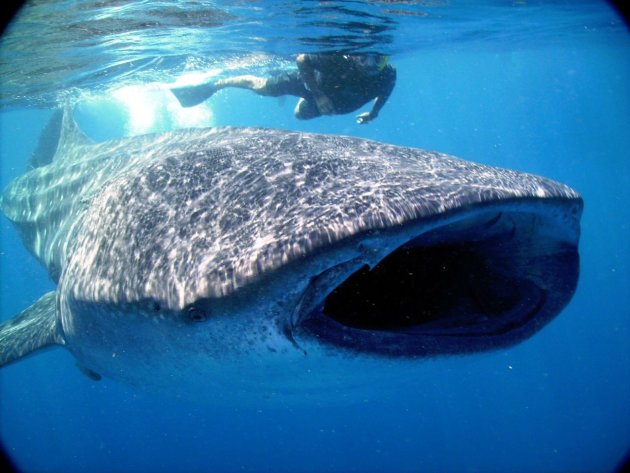 Working with whale sharks