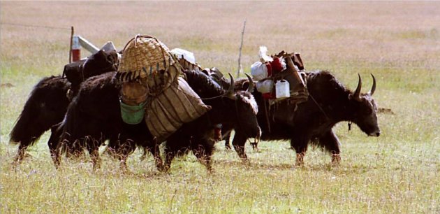 verhuizen met yaks