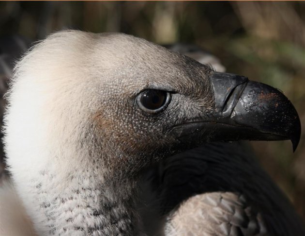 vogeltje