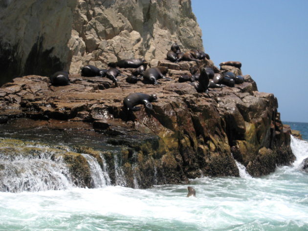 zeehonden creche