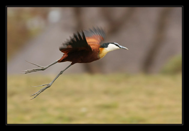 Jacana