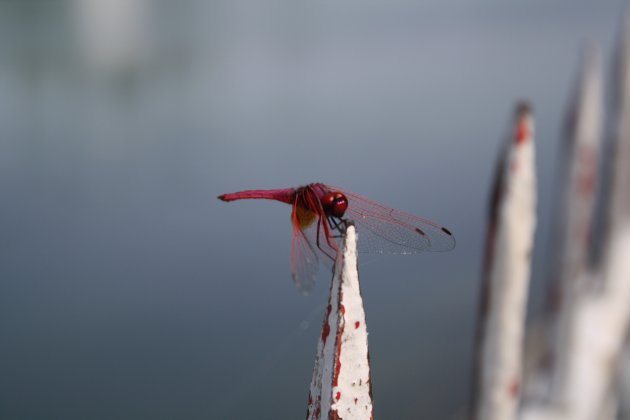 Libelle in Myanmar