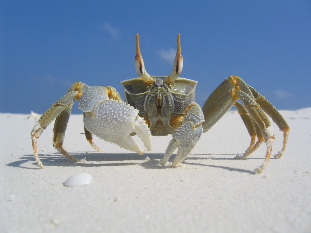 Krab op een onbewoond eiland