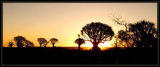 Quiver Tree Forest