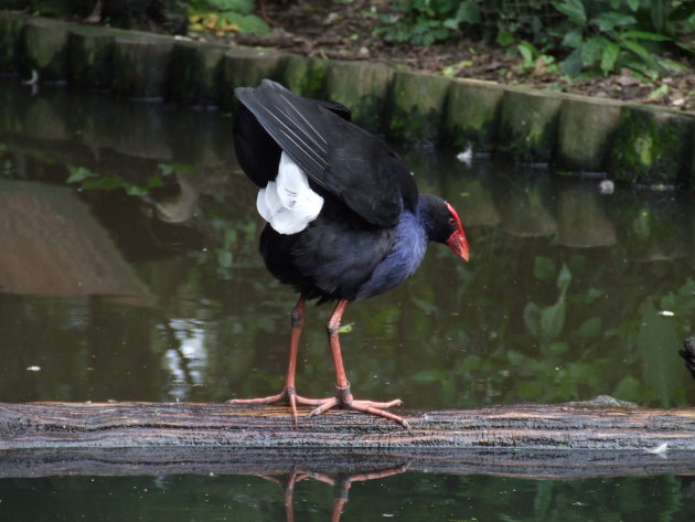 Pukeko