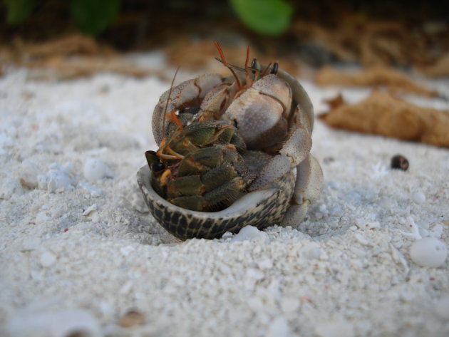 Hermit Crabs