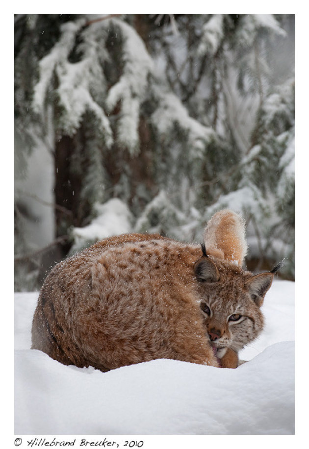 Lynx