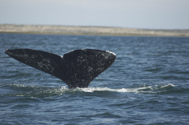 Grey Whales in Mexico