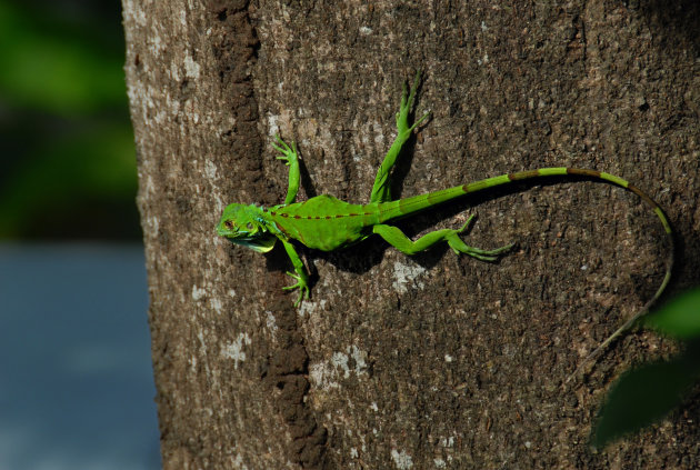 Lizzard