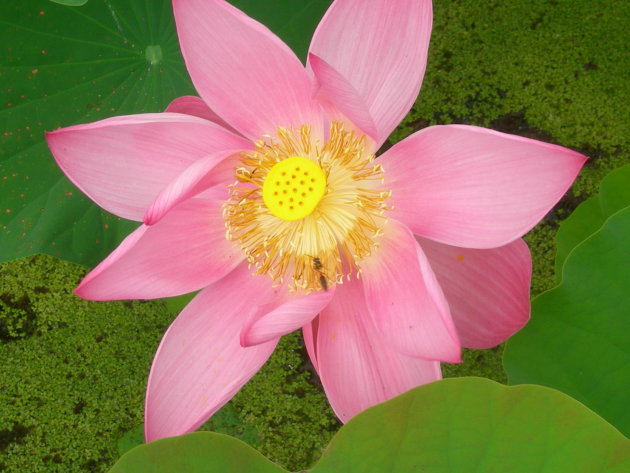 Lotus