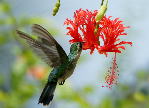 Kolibri op Roatan