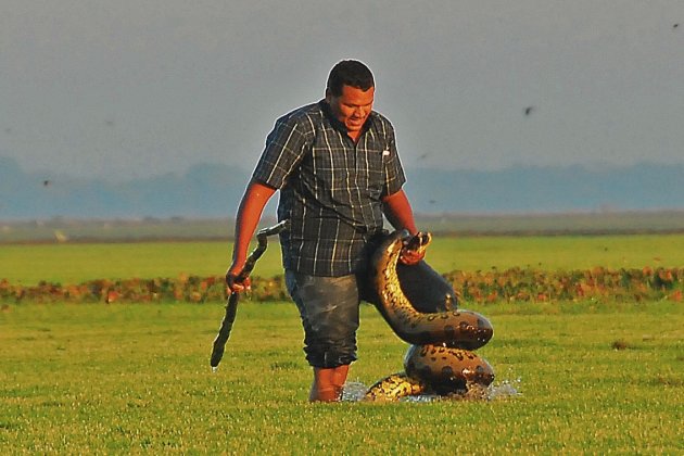 Llanero in gevecht met een Anaconda 