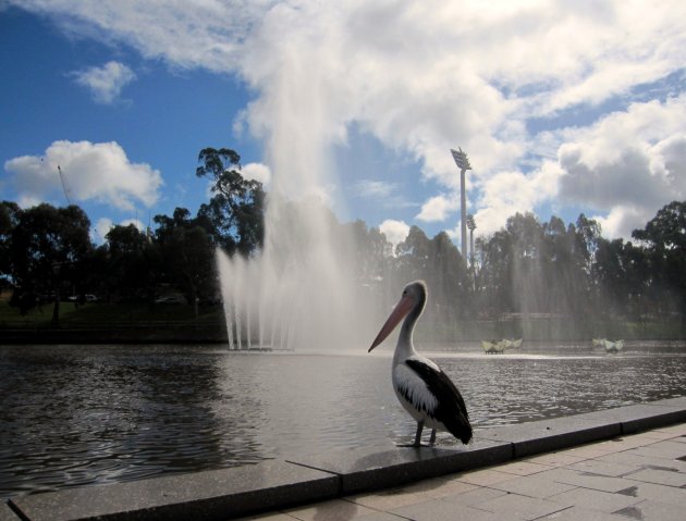 Pelikaan bij fontein