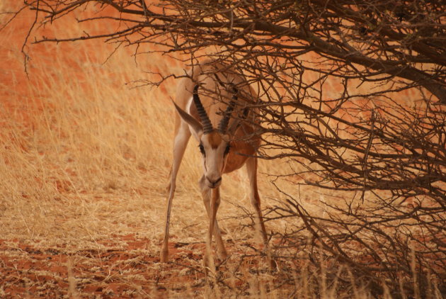 Springbokje