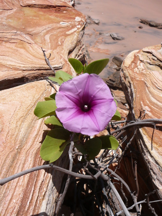 Bloem tussen rots