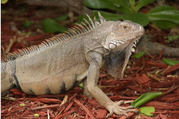 Iguana