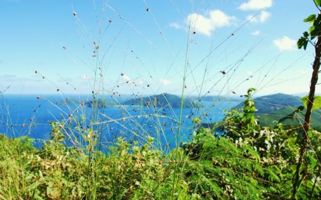 APARTE BEGROEIING OP HET EILAND TORTOLA.