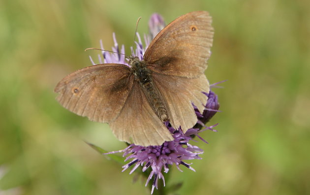 Bruin zandoogje