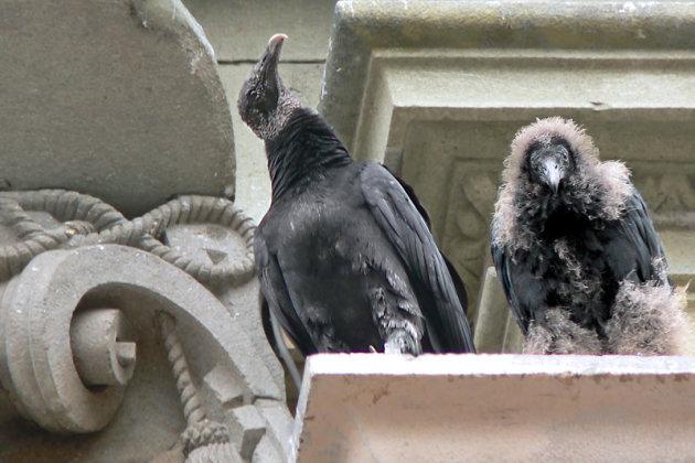 Ma gier met één van haar twee jongen op de gevel van de Kathedraal van Lima