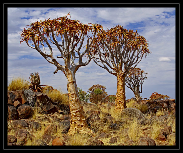 Kokerbomen