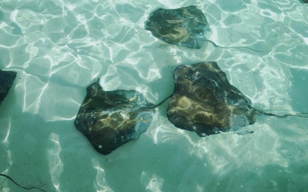 STINGRAY'S / HALF MOON CAY.