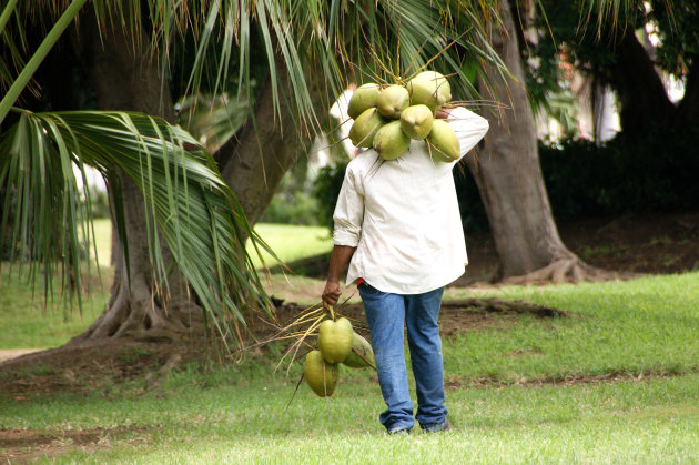 Coconuts