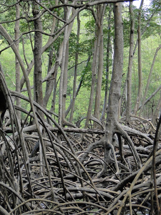 Meer mangrove