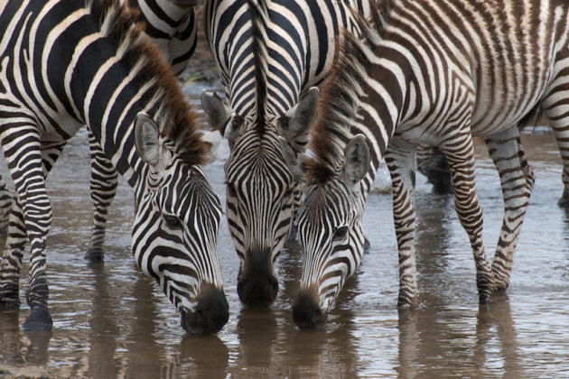 Dorstige zebra's