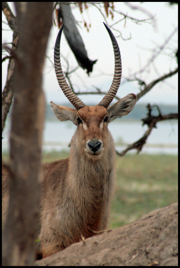 Waterbok