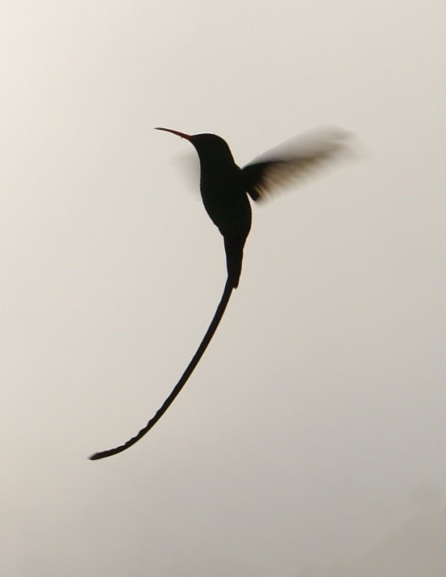 Green Hummingbird aka Doctor Bird