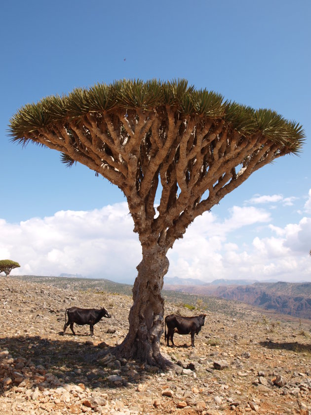 Koe onder Drakenboom