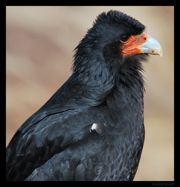 Vogel op de Chacaltaya