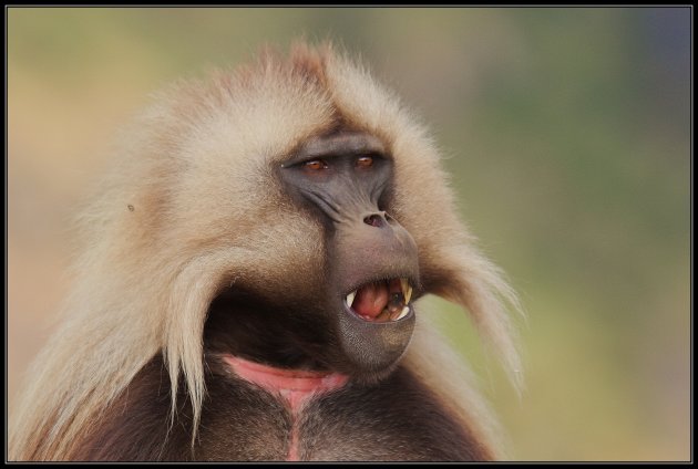 Gelada Baviaan